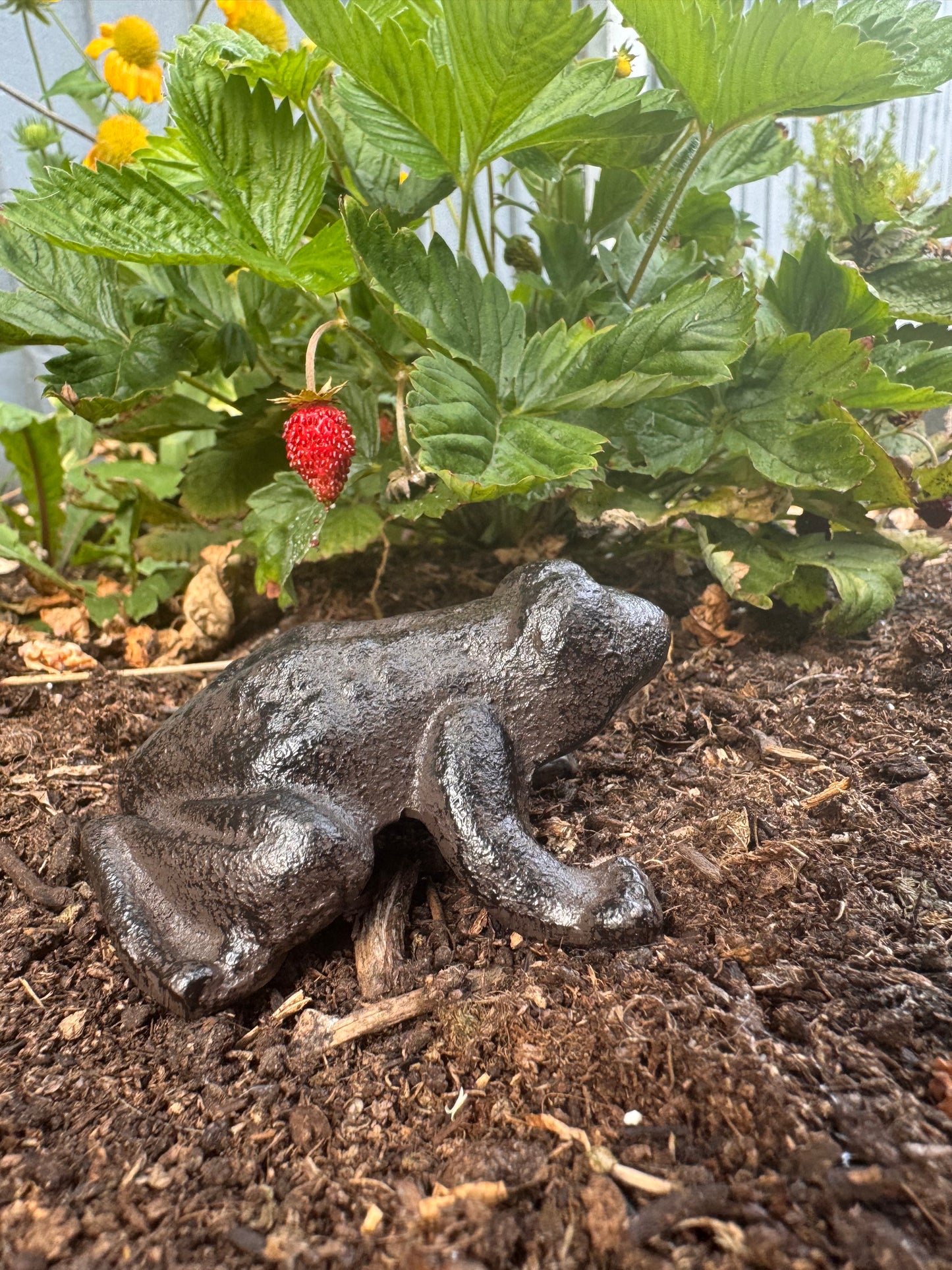 Cast Iron Frog