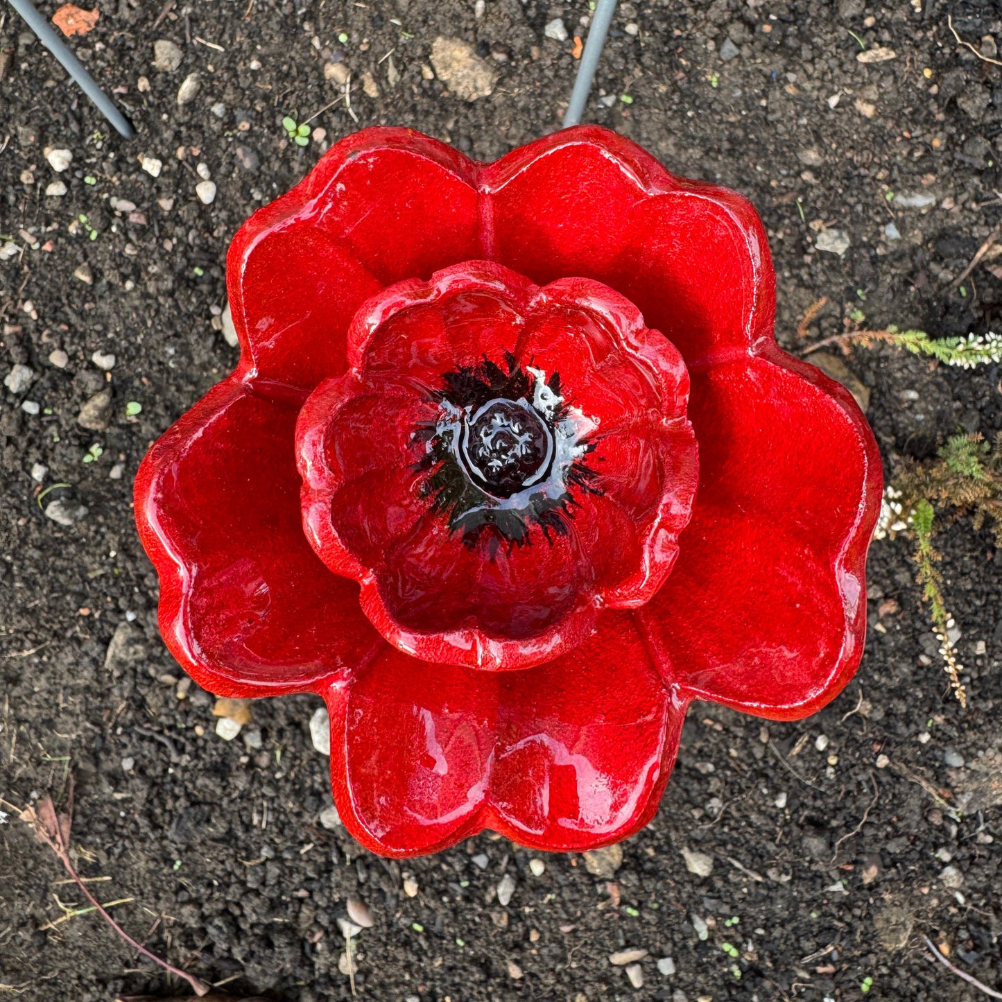Red Poppy