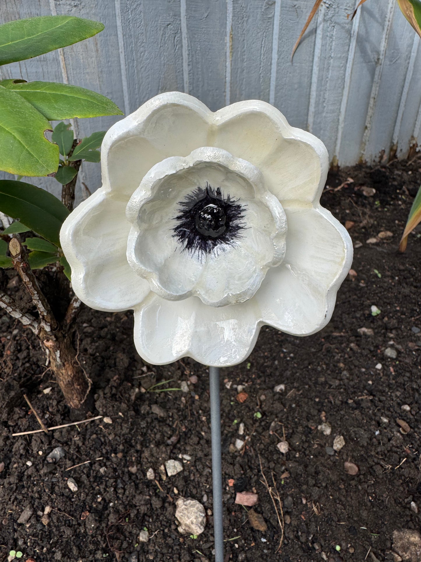 White Poppy
