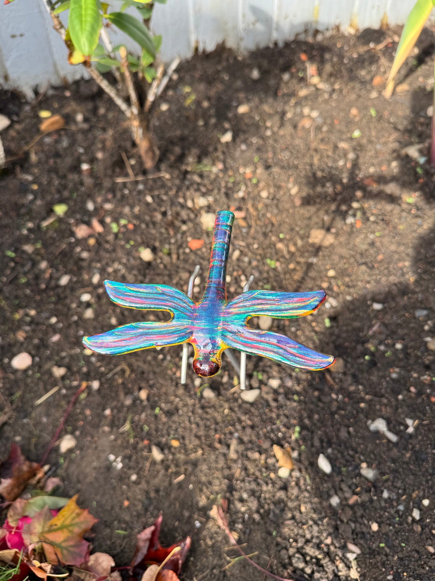 Multicolour Dragonfly