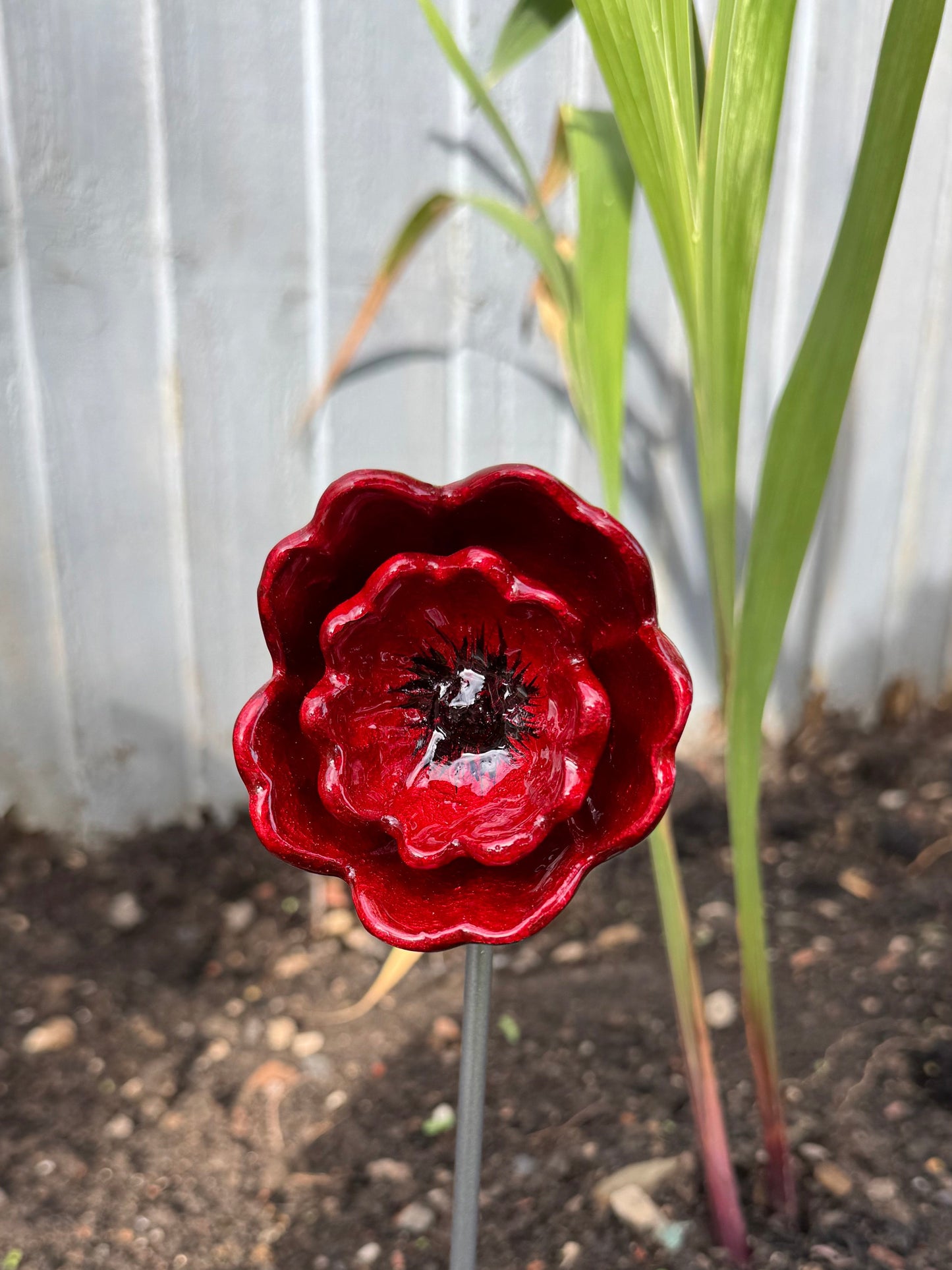Red Poppy