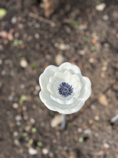 White Poppy