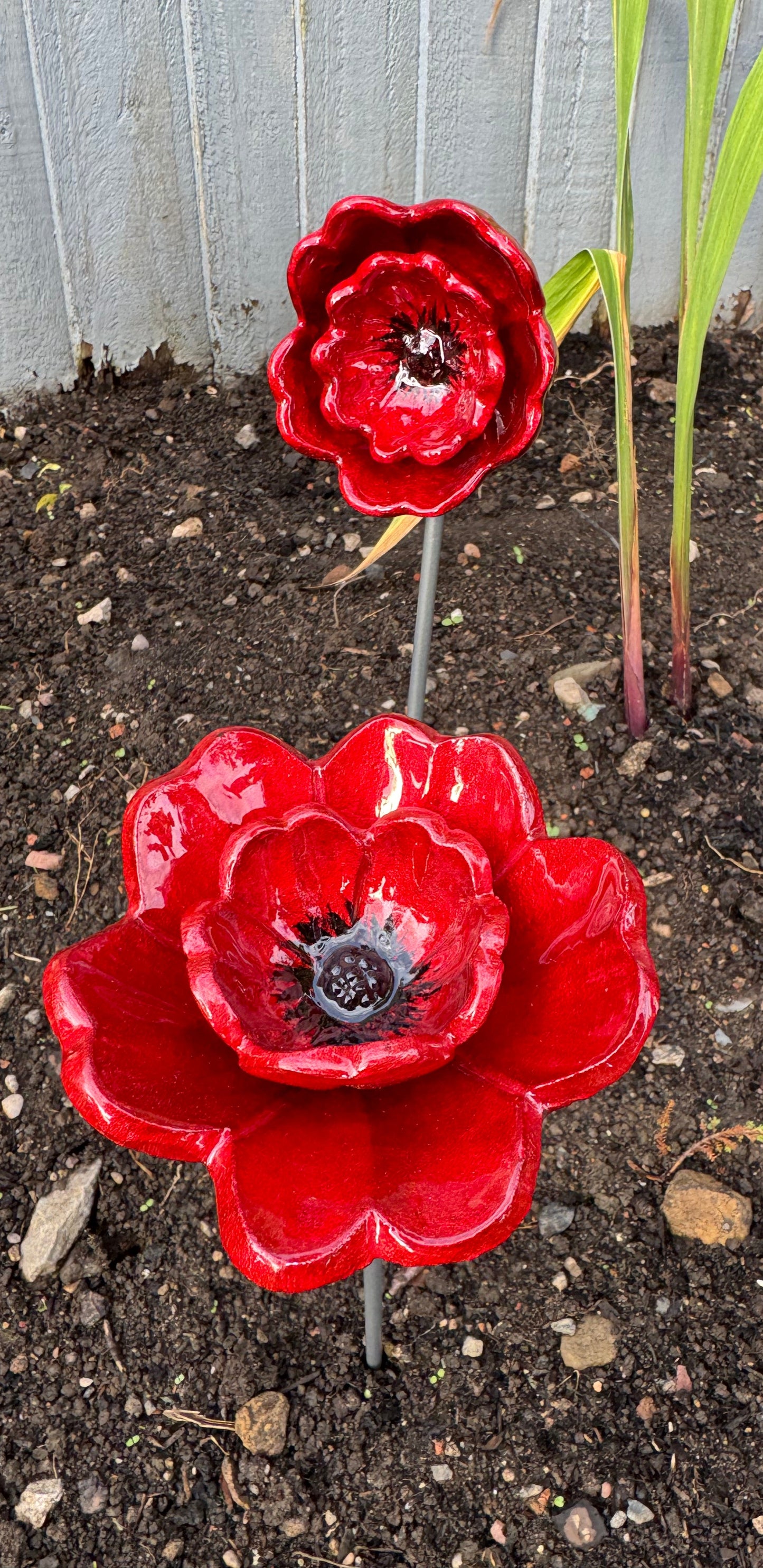 Red Poppy
