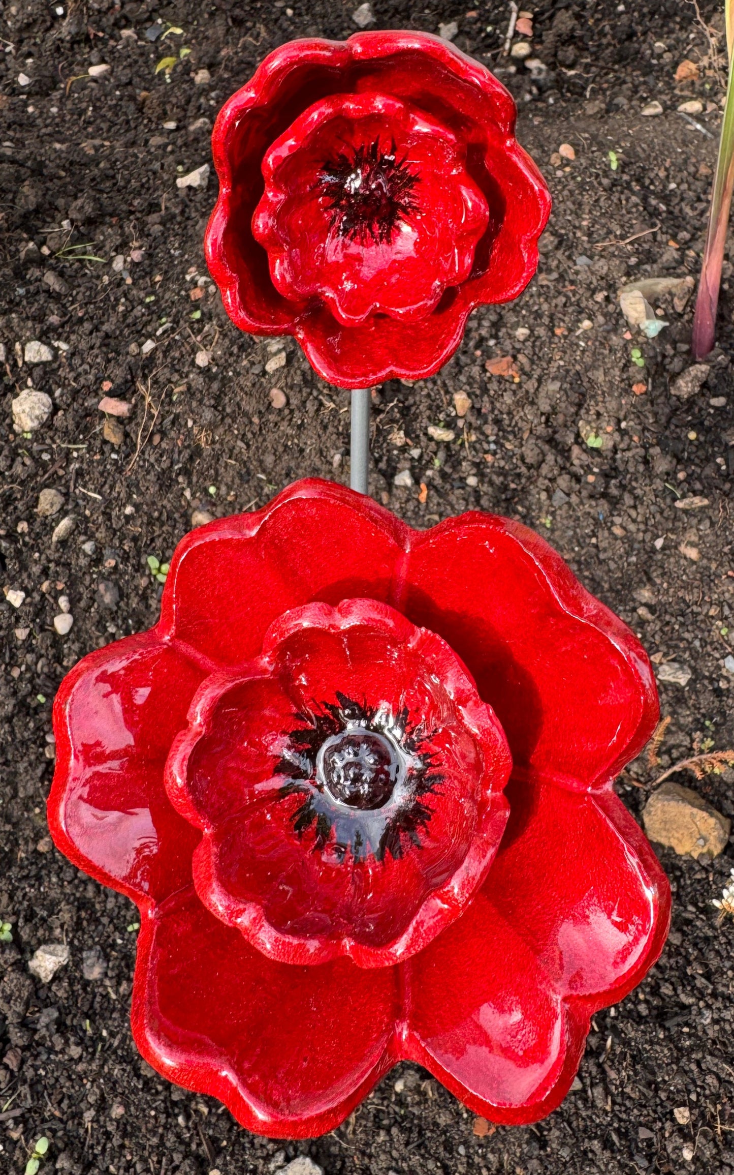 Red Poppy
