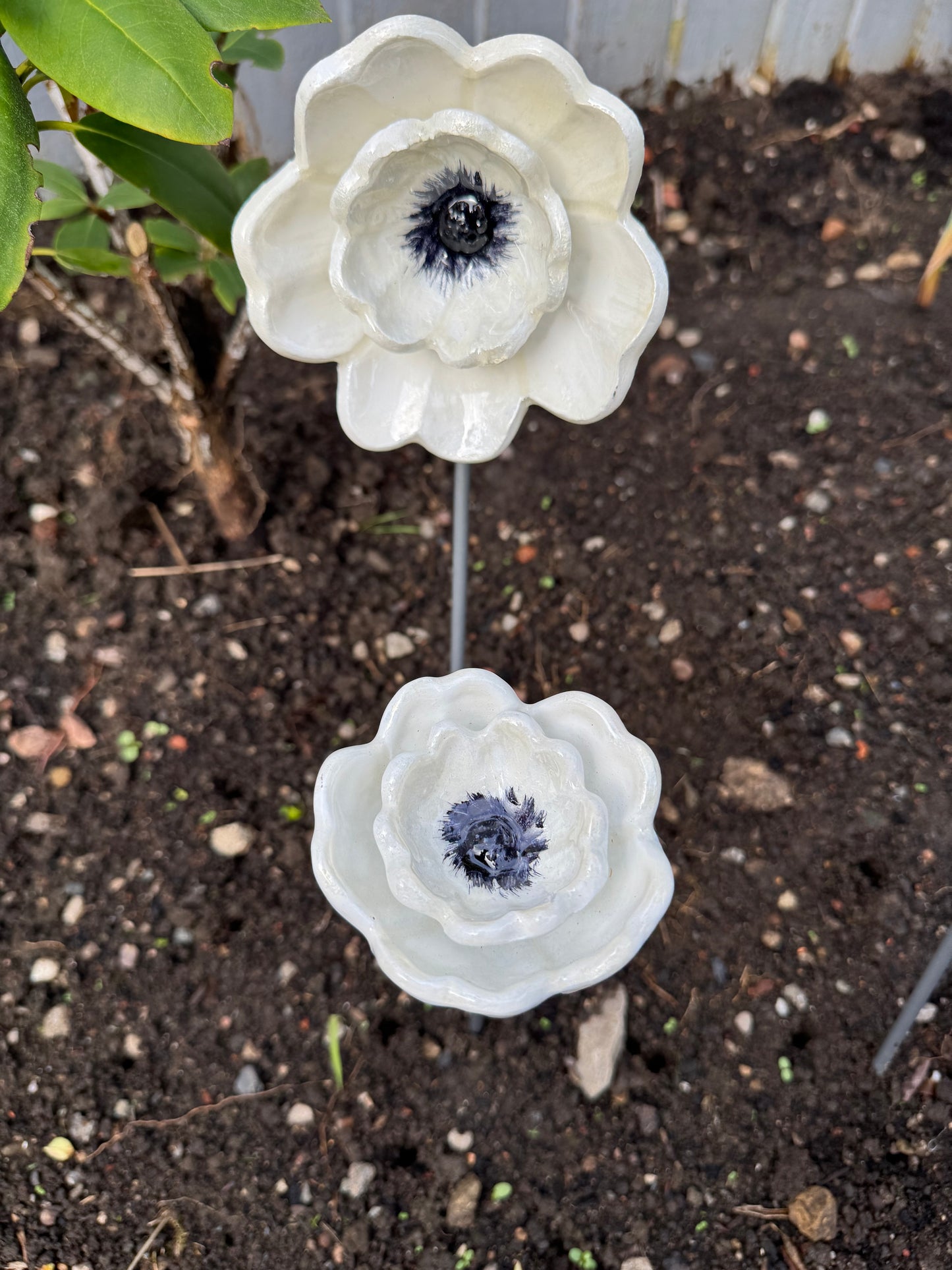 White Poppy