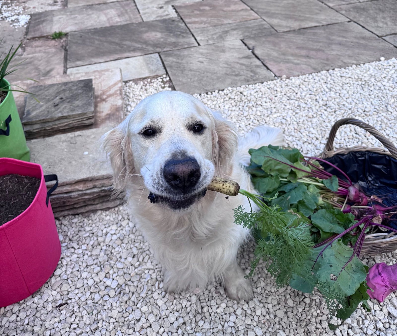 Boe, a cream golden retriever, sitting on the garden path holding a freshly pulled parsnip, beside a basket of beetroot and carrots